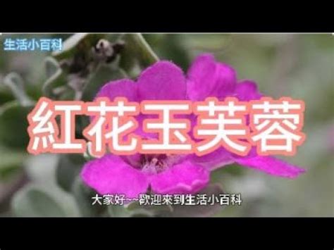 紫花芙蓉|【紫花芙蓉】千萬別錯過！40 張絕美紫花芙蓉照片，免費下載收。